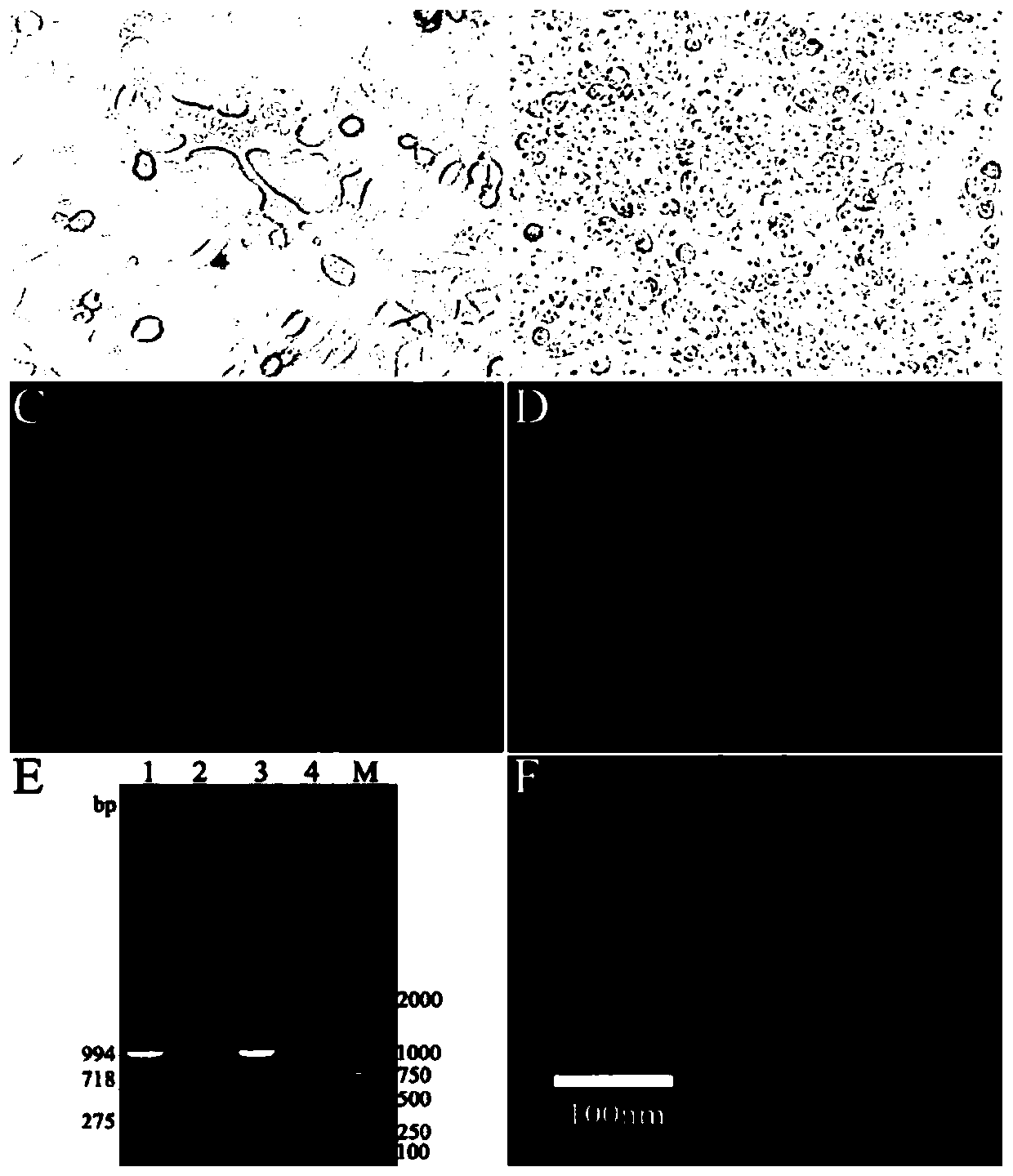 Canine distemper virus CDV-3 strain infectious cDNA cloning and constructing method and application thereof
