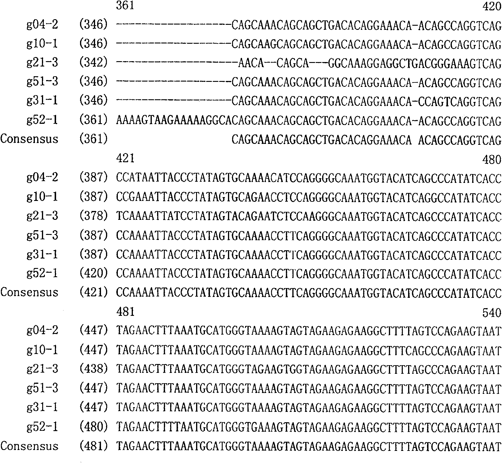 Reconstruction of HIV-1 Chinese epidemic strain gag gene and recombination DNA vaccine thereof