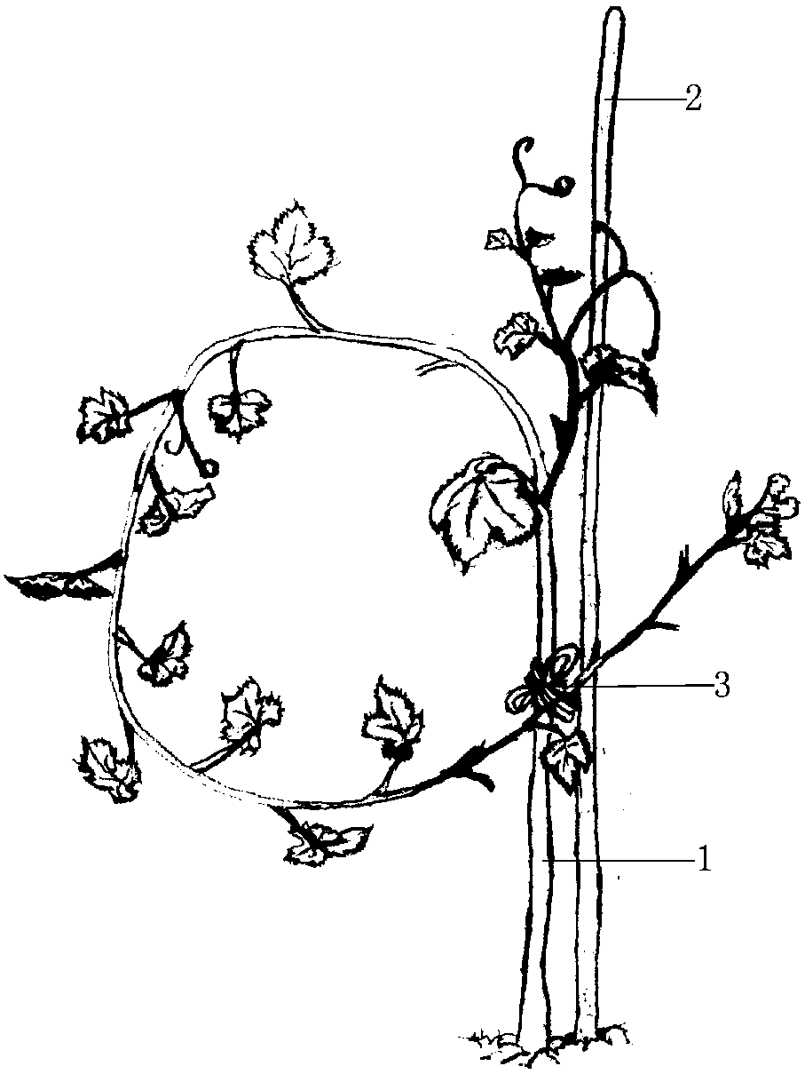 Pruning method for grape plants