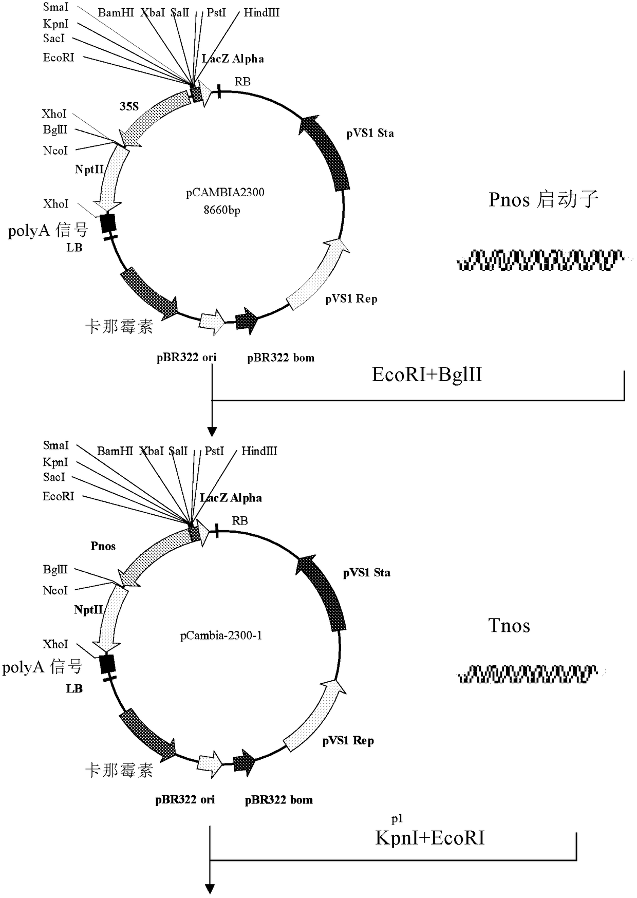 A sodium-hydrogen antiporter protein nhx2 in the tonoplast membrane of Saltina japonicus and its coding gene and application