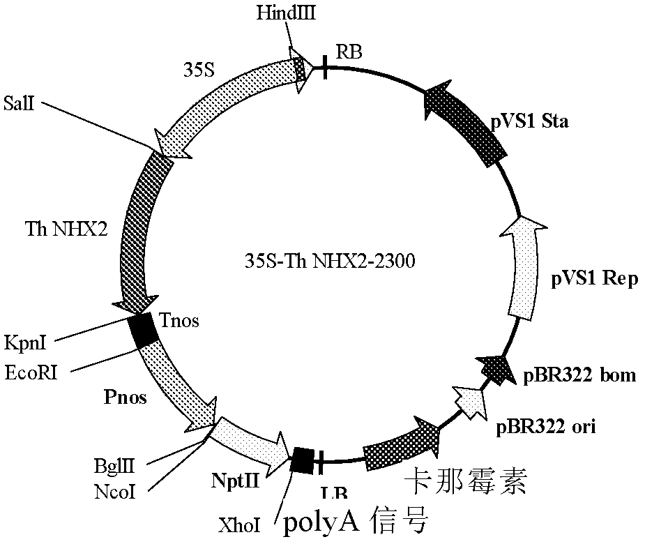 A sodium-hydrogen antiporter protein nhx2 in the tonoplast membrane of Saltina japonicus and its coding gene and application