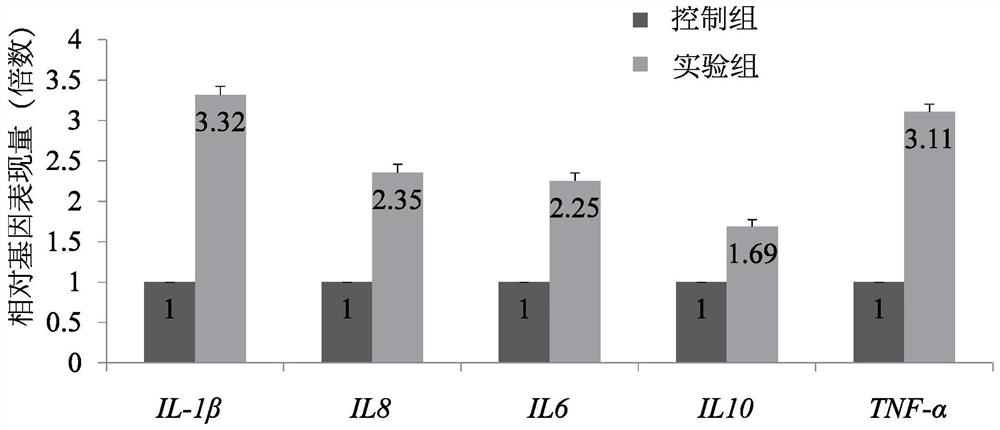 Application of bifidobacterium lactis tci604 and its metabolites