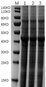 Fusion protein of bovine rotavirus and multiple vaccine against calf diarrhea