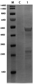 Fusion protein of bovine rotavirus and multiple vaccine against calf diarrhea