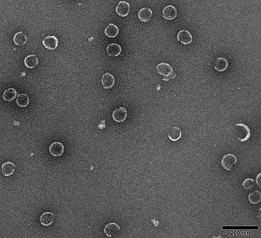 Fusion protein of bovine rotavirus and multiple vaccine against calf diarrhea