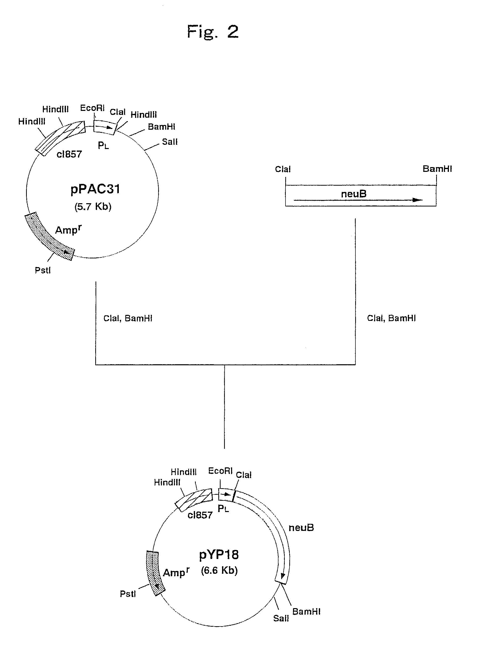 Process for producing N-acetylneuraminic acid
