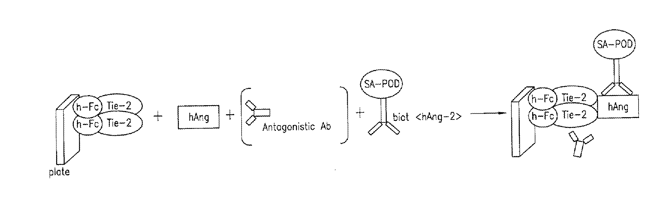 Bispecific Anti-vegf/Anti-ang-2 antibodies