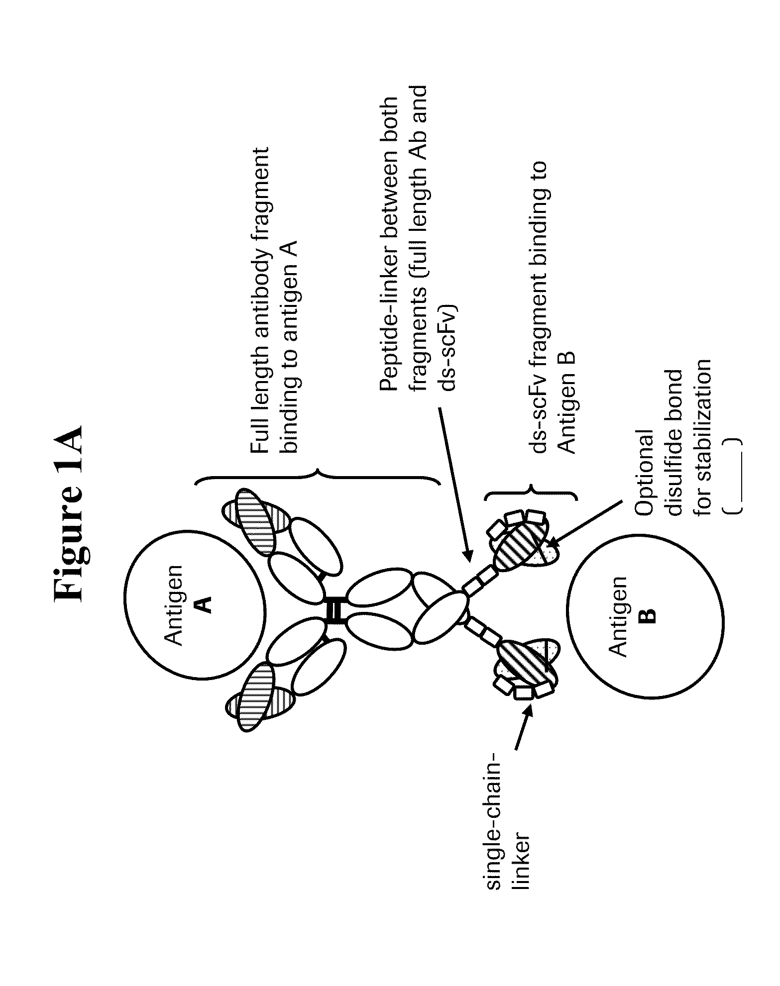 Bispecific Anti-vegf/Anti-ang-2 antibodies