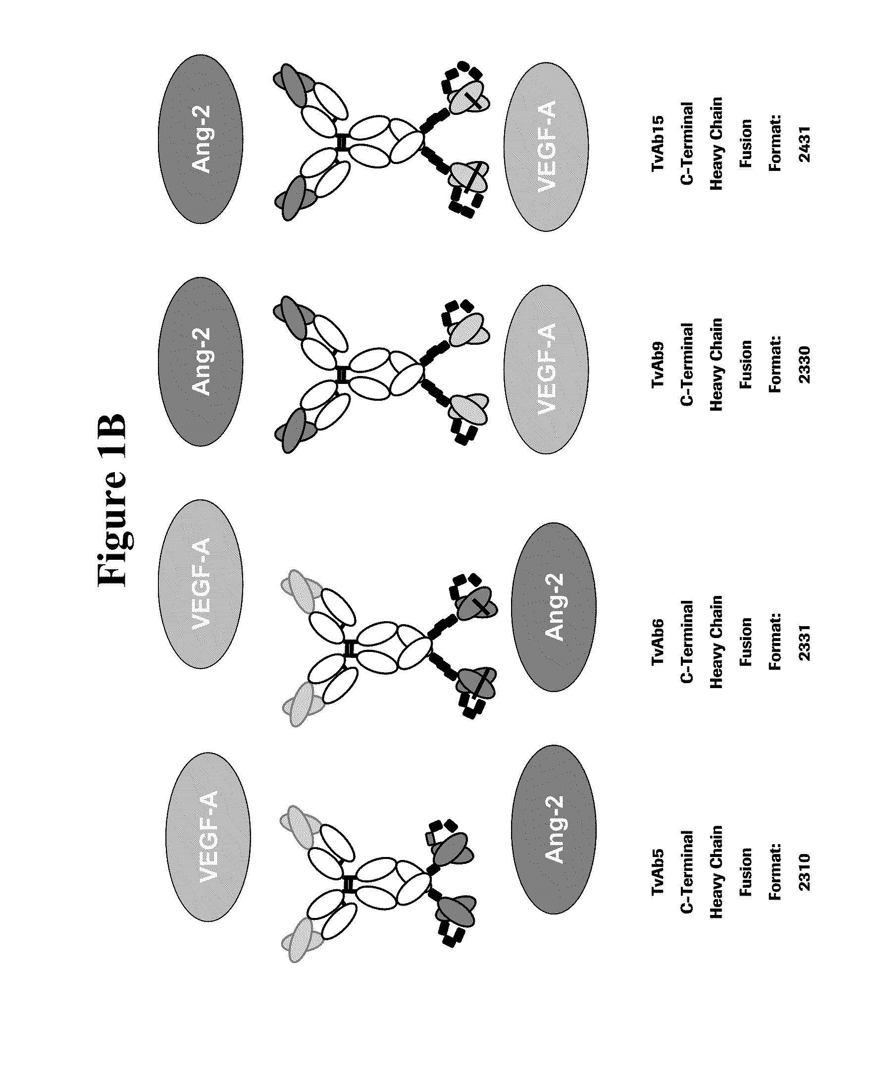 Bispecific Anti-vegf/Anti-ang-2 antibodies