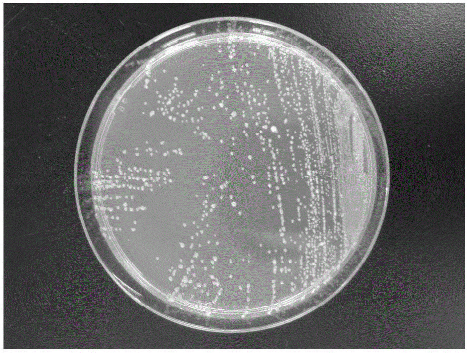 Endogenous biocontrol strain for inhibiting damping off of acanthopanax senticosus, and application of endogenous biocontrol strain