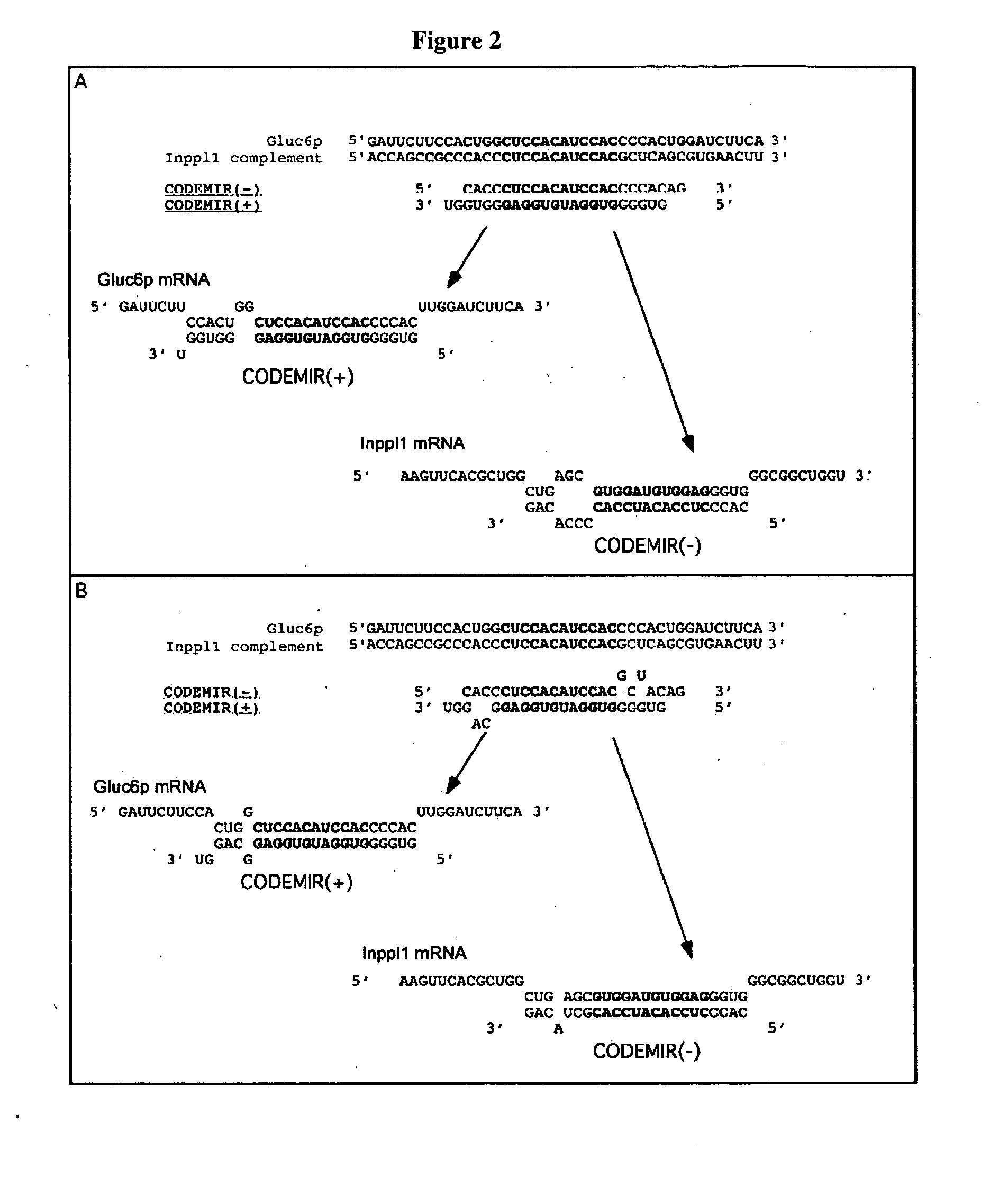 Multitargeting interfering RNAs having two active strands and methods for their design and use