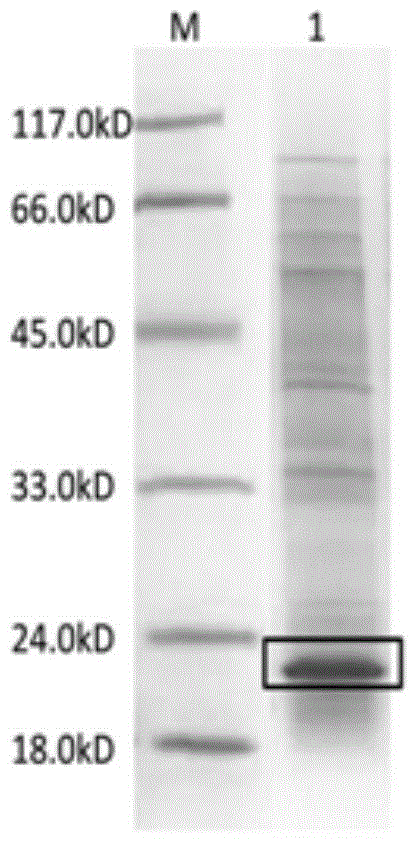 A kind of expression method of biotinylated inorganic pyrophosphatase