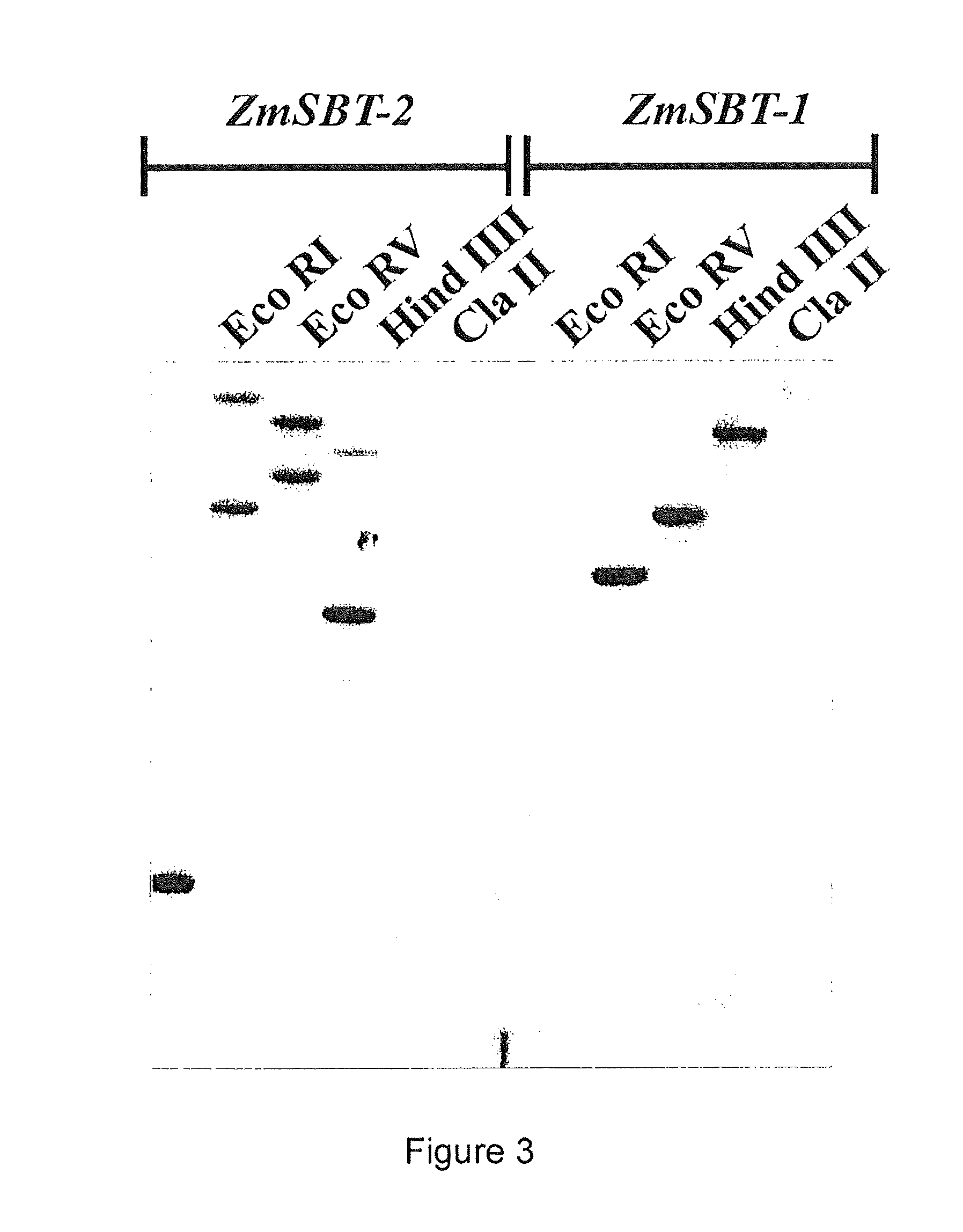 Pedicel specific promoter