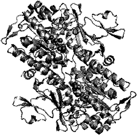 Application of nicotinamide mononucleotide ribose phosphate transferase inhibitor