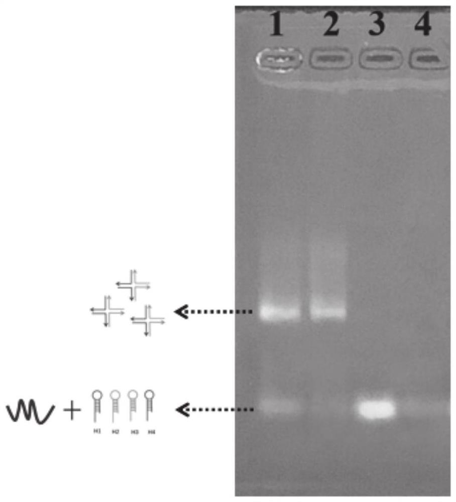 Non-labeled aptamer probe system and detection method and application thereof