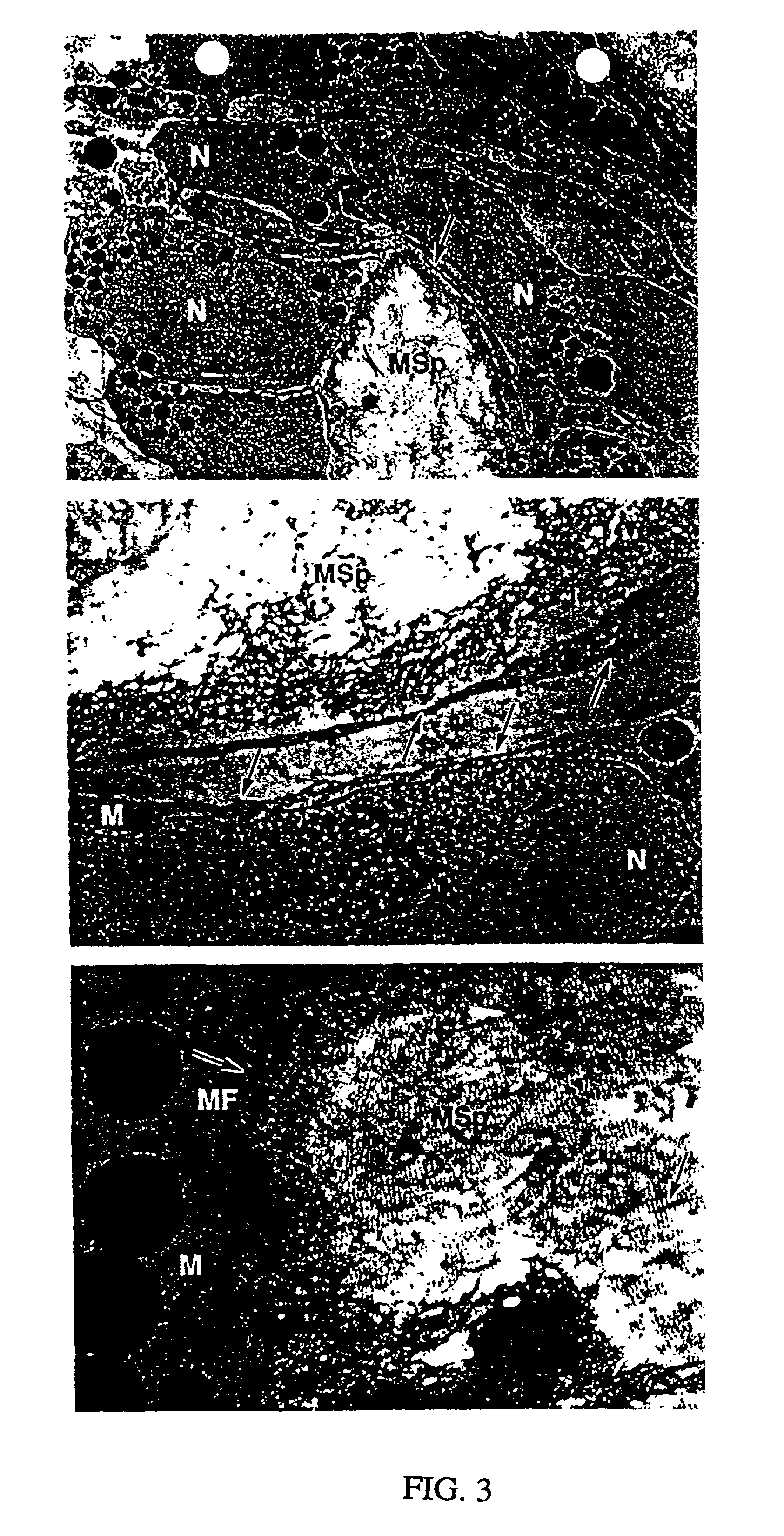 Process for ex vivo formation of mammalian bone and uses thereof