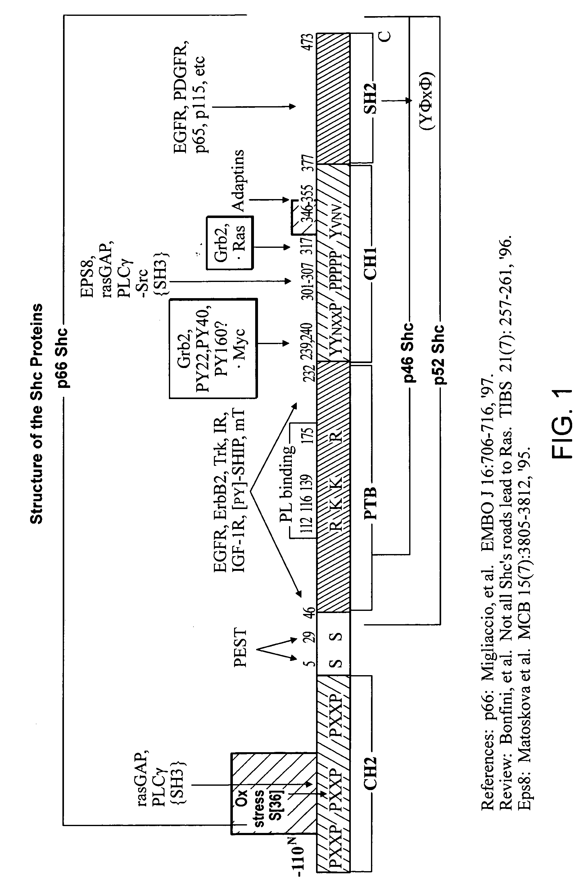 SHC protein-related methods and compositions