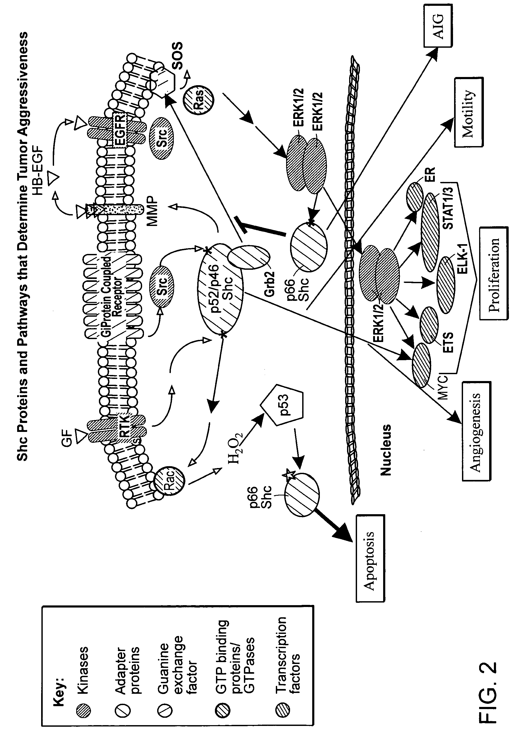 SHC protein-related methods and compositions