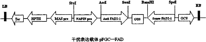 Plasmid for constructing interference vector and construction method and application thereof