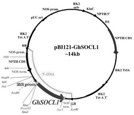 Flanking sequence of GhSOCL1 transgenic cotton insertion site and specificity identification method thereof