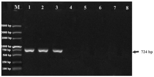 Flanking sequence of GhSOCL1 transgenic cotton insertion site and specificity identification method thereof