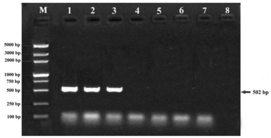 Flanking sequence of GhSOCL1 transgenic cotton insertion site and specificity identification method thereof