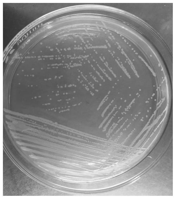 A strain of Paleobacter zjutcb-1 that efficiently degrades chlorobenzene and its application