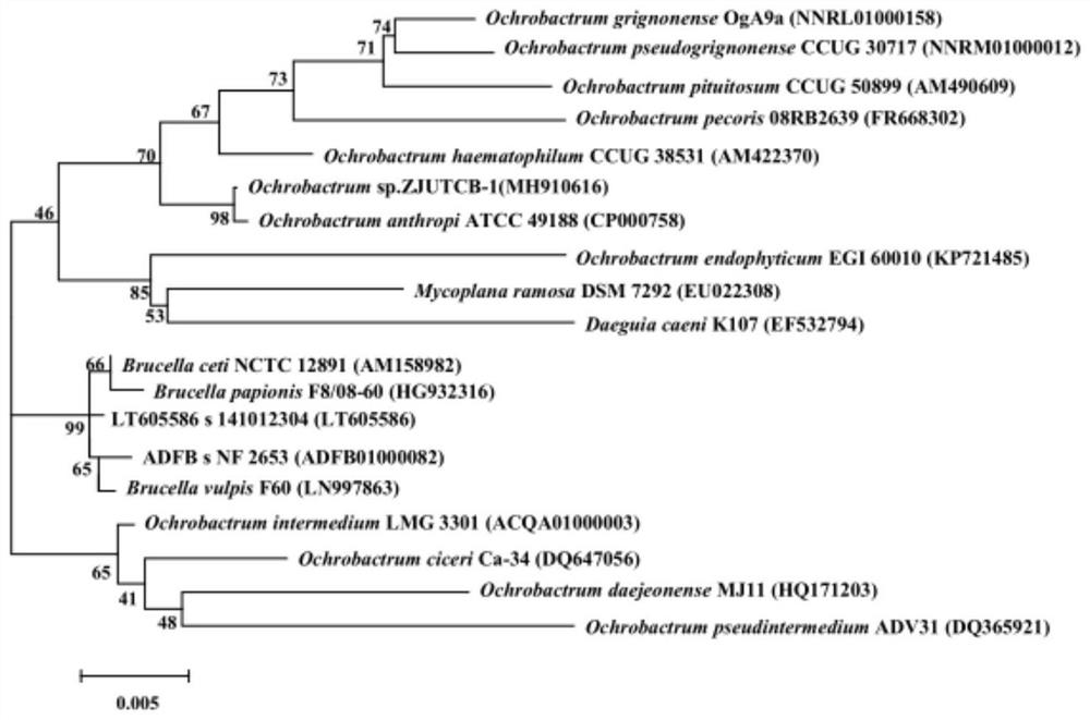 A strain of Paleobacter zjutcb-1 that efficiently degrades chlorobenzene and its application