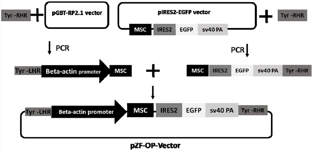 Rapid screening method applied to model animal zebrafish transgenosis