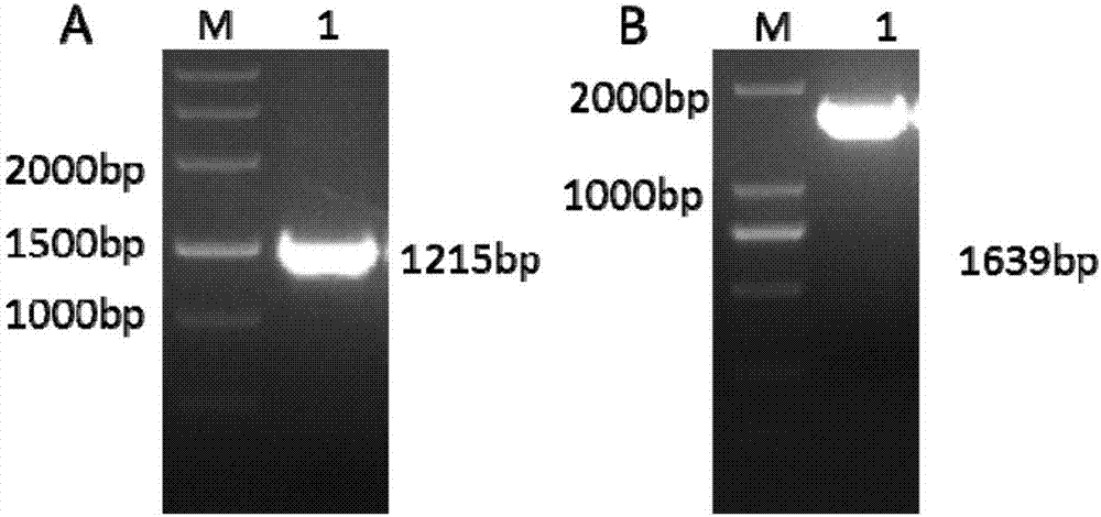 Rapid screening method applied to model animal zebrafish transgenosis