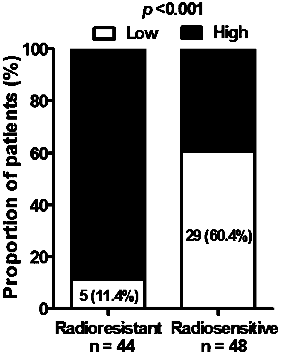 Application of interfering long-chain non-coding RNA PVT1 expression agent in the preparation of nasopharyngeal carcinoma radiotherapy sensitizer