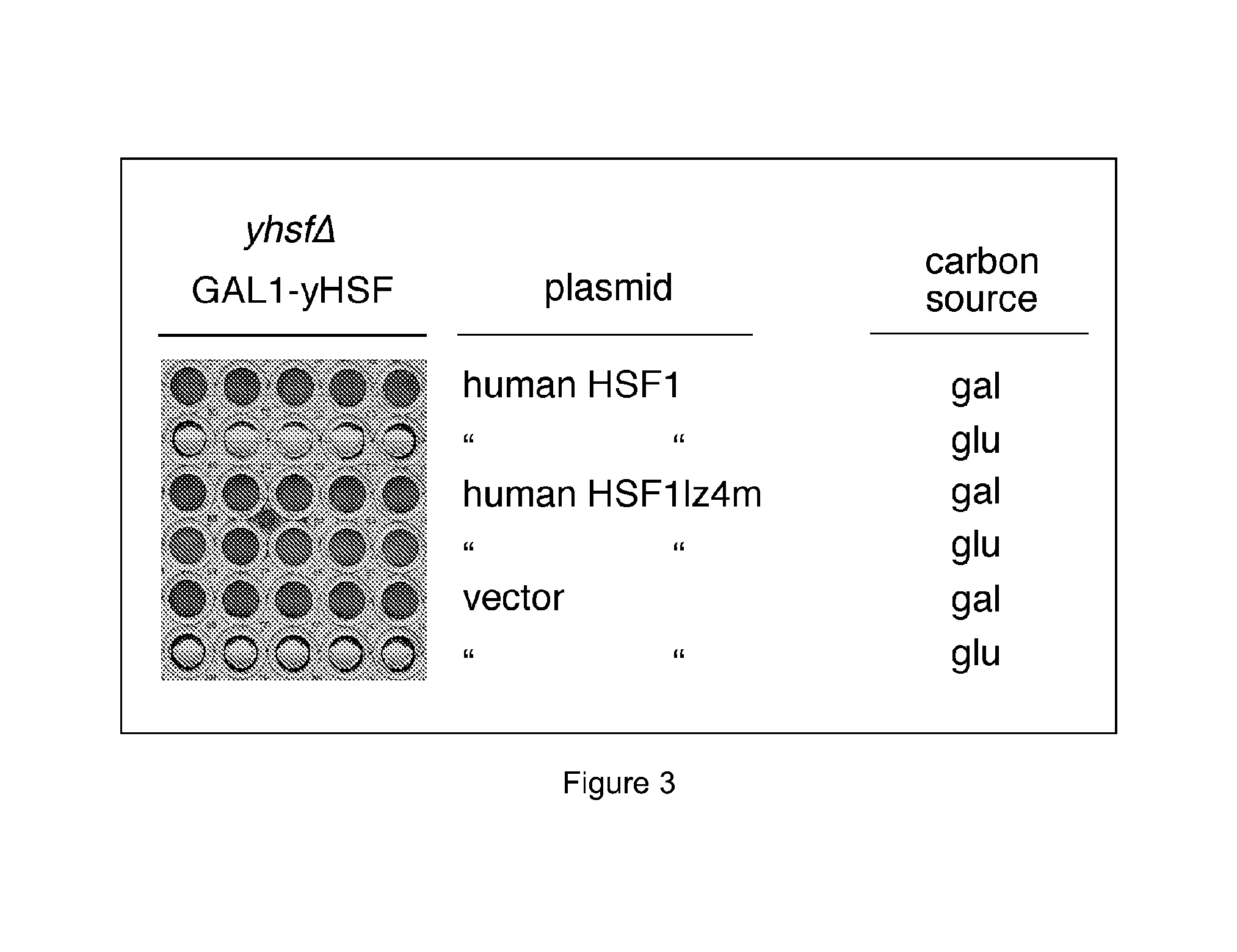 Compositions and methods relating to heat shock transcription factor activating compounds and targets thereof