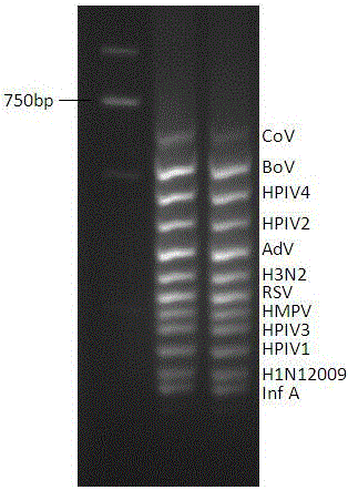 Multiplex PCR detection kit for nucleic acids of twelve respiratory viruses