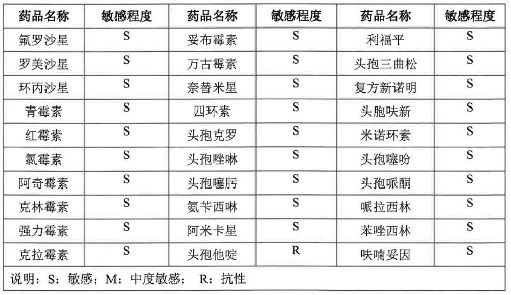 A kind of Bacillus coagulans and its microbial preparation, preparation method and application