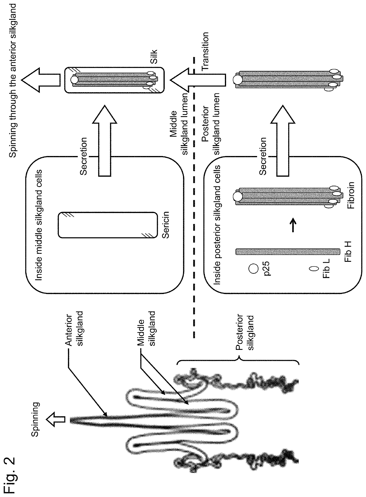 Recombinant bagworm silk