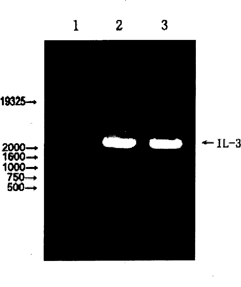 Pharmaceutical composition for promoting hematopoiesis and preparation method thereof