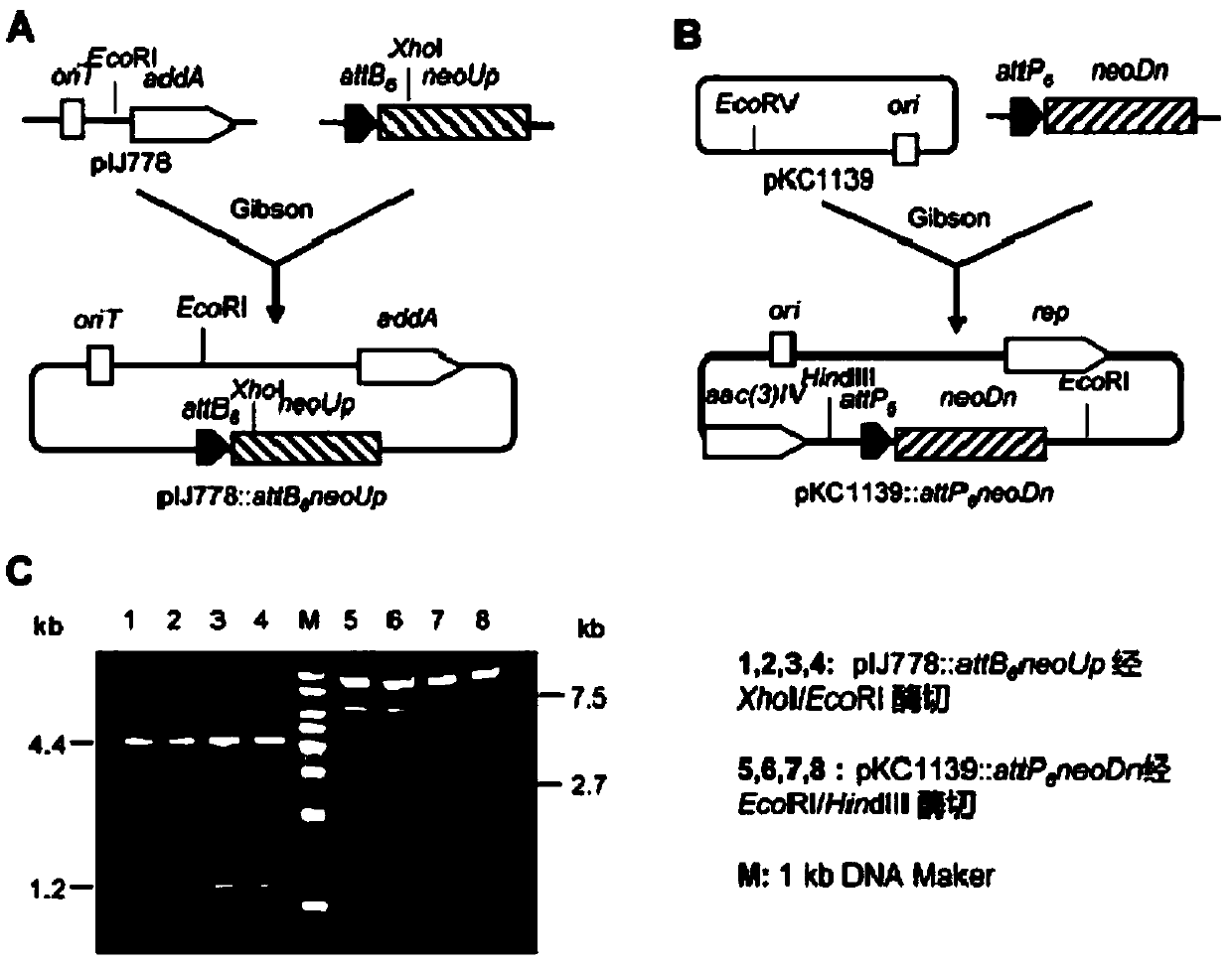 Engineering bacteria genetically modified by neomycin biosynthetic gene cluster, and applications thereof