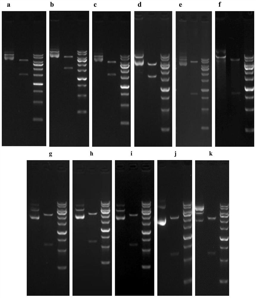 Low immunogenicity anti-tnf-α humanized monoclonal antibody tcx063 and its application