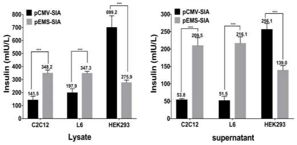 Recombinant expression vector for specifically and highly expressing SIA in muscle-derived cells and application of recombinant expression vector