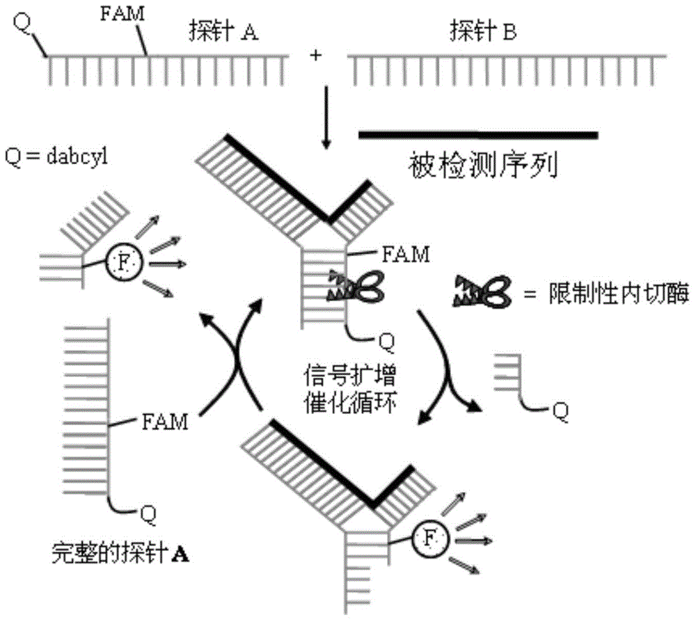 Nucleic acid detection method
