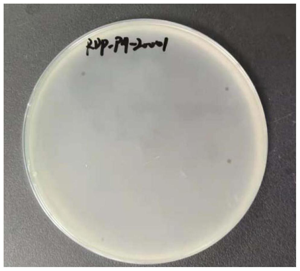 High-cracking pseudomonas aeruginosa bacteriophage RDP-PA-20001 and application thereof