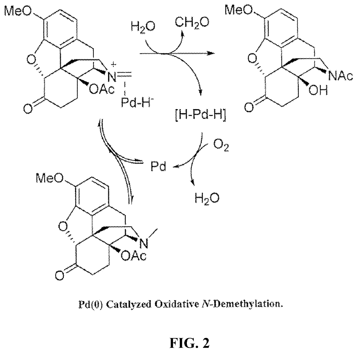 N-demethylation of morphinan alkaloids