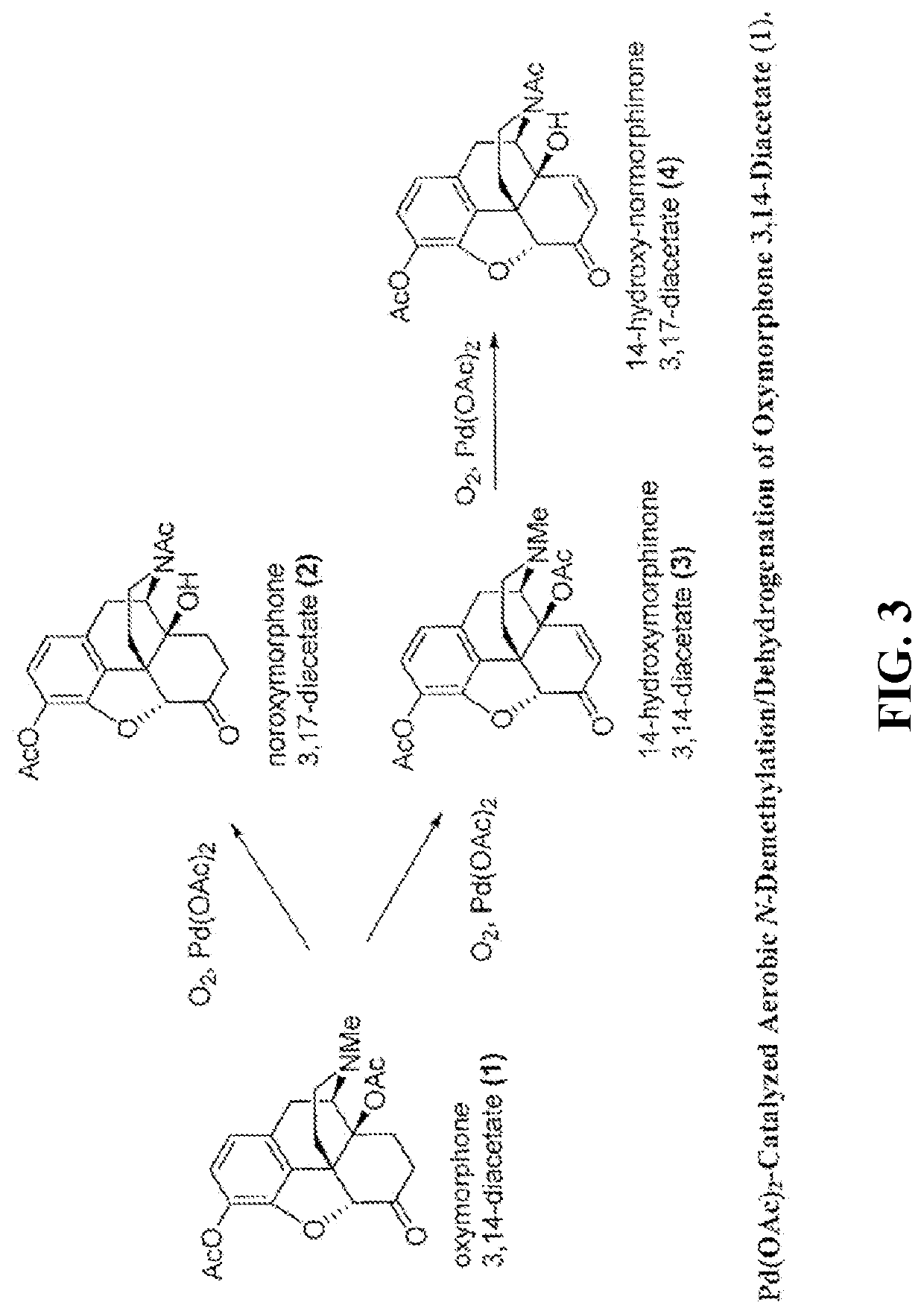 N-demethylation of morphinan alkaloids