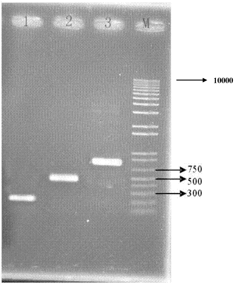 Gene-recombined peoriae paenibacillus, and construction method and application thereof