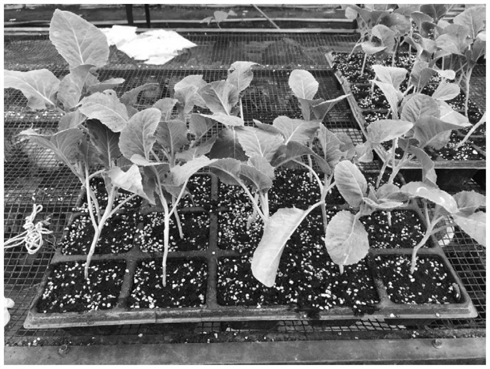 Stock seed propagation method of broccoli