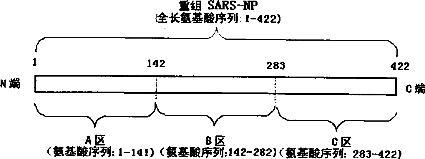 Method for determination of SARS virus nucleocapsid protein, reagent kit for the determination, test device, monoclonal antibody directed against SARS virus nucleocapsid protein, and hybridoma capable