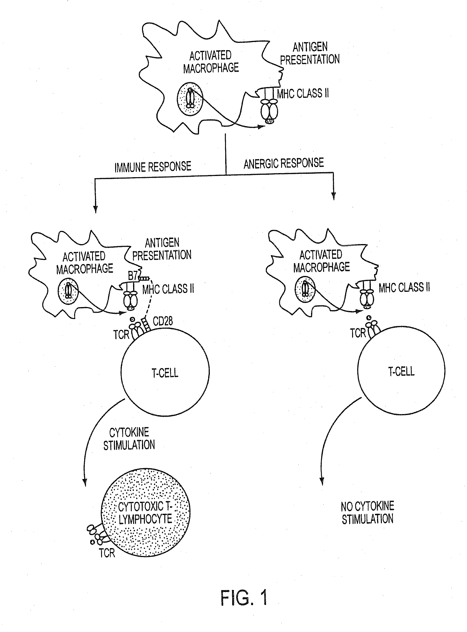 Use of a chemically-stabilized chlorite solution for inhibiting an antigen-specific immune response