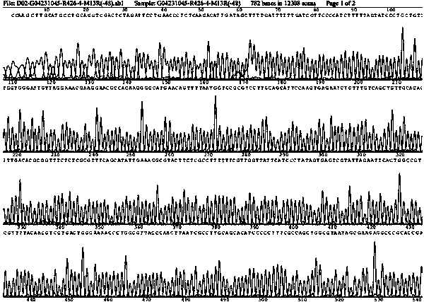 Dengue hemorrhagic fever virus II nucleic acid molecular characteristic standard sample and preparation method thereof