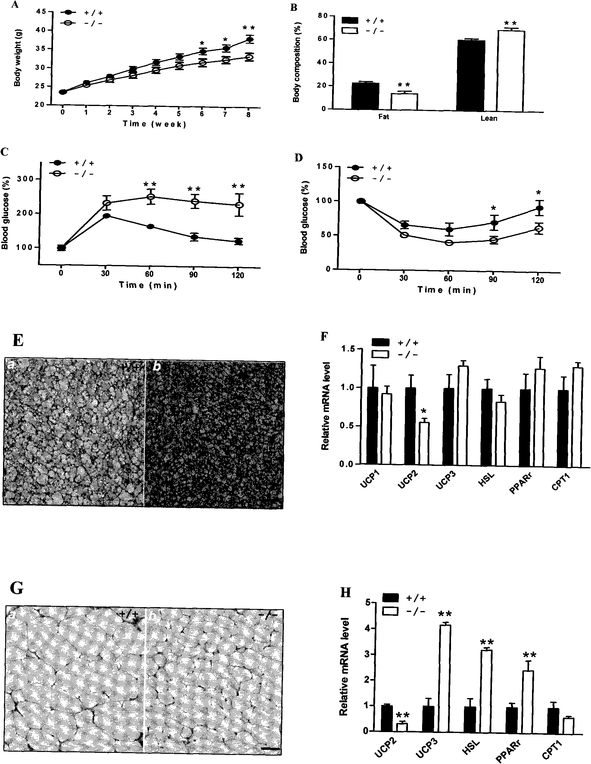 Novel target for developing medicaments for treating diabetes, obesity and cardiovascular diseases and biological characteristics thereof