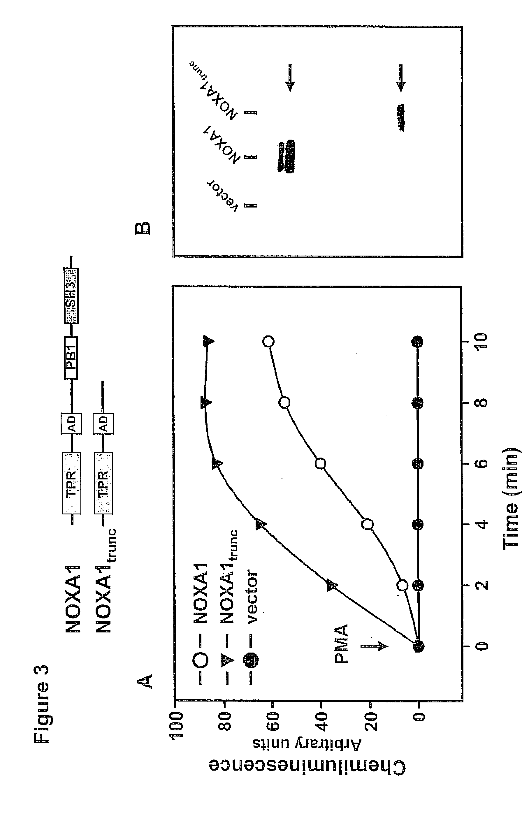 Nadph oxidase cytosolic cofactor mutant